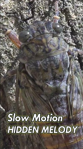 The Hidden Song of the Cicadas
