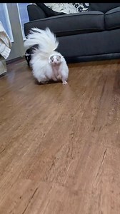 2.7M views · 108K reactions | Fancy  everywhere! #skunks #exoticpets #cuteanimals #Howie #Natie #Mila #pets | Mr. Howie Mansmell | Facebook
