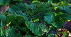 Early morning sun rays comes up on frozen strawberry leaves timelapse, frost melting, beautiful nature process