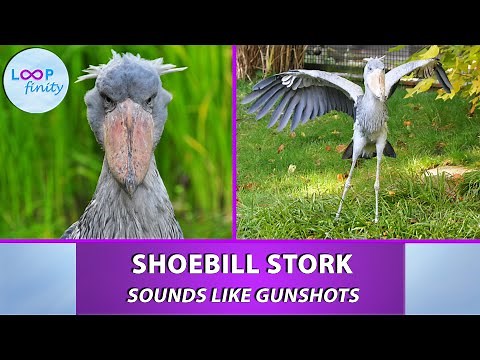 This bird Sounds like Gunshots | Shoebill Stork