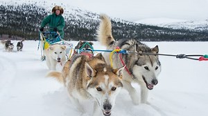 Sponsor Content with Tourism Yukon: Experience the Yukon: Perfect winter Whitehorse itinerary | CBC