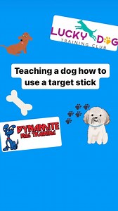 Teaching a dog how to use a target stick #dogtraining #puppiesofinstagram #dogtrainingismypassion | Dynamite Dog Training