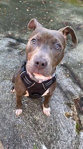 252K views · 279 reactions | There's no reason to be lonely while sheltering in place. Shelter animals would like to keep you company!  | Humankind | Facebook