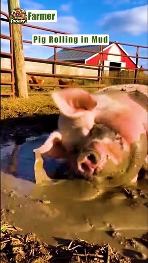Pig Rolling in Mud | Happy Farmer