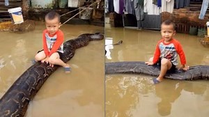 Video: Shocking footage of 3-year-old riding 20-feet-long python goes viral | Video: Shocking footage of 3-year-old riding 20-feet-long python goes viral
