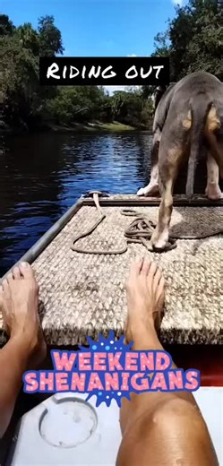 #boatdog #floridalife #jonboat