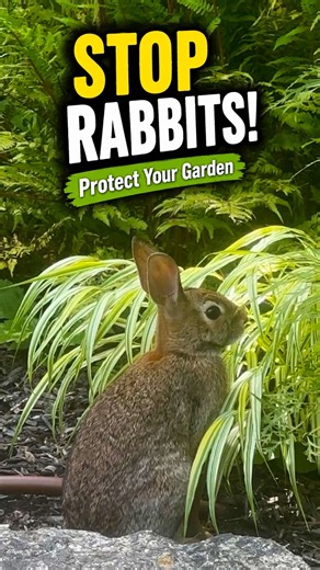 How to Actually Keep Rabbits Out of Your Garden! #gardeningtips #rabbitproof #garden