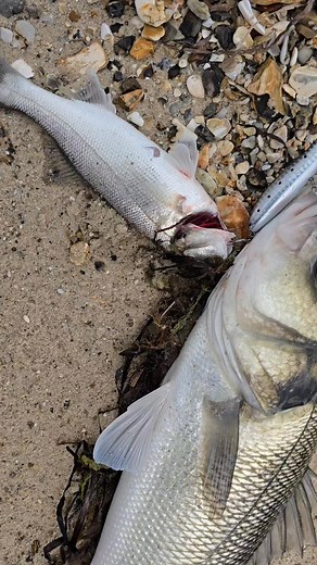 Well done Jason Hopkins for guessing the correct size and Lure colour. You have won yourself a 100mm Blue Sardine. This one nailed the 100mm Blue Sardine and the little bass i already had hooked. Took it within 5ft of the shore. She then took off screaming and put up a really good fight. Even bent the treble on removal. Not my biggest fish but it's definitely one of the best fights I've had from a bass. #bassfishinguk #lurefishing #lurefishinguk #labraxfishing #basslures #bassluresuk #topwaterfi