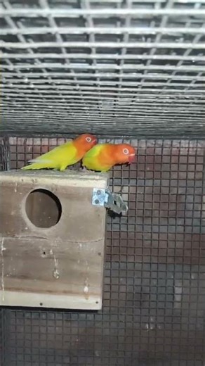 Birds lover.Love with nature #birds