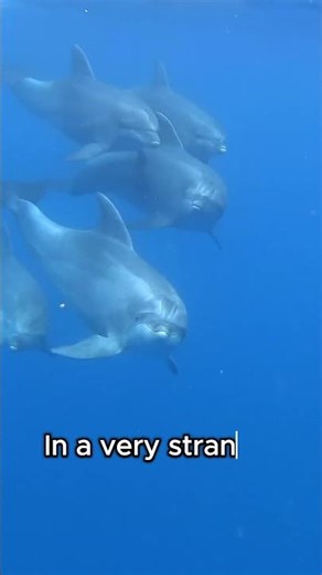 Dolphins Can Get High On Purpose 🐬