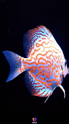 The King of the Aquarium 👑 Neon Blue Discus Fish (8K HDR) #Shorts #Fish #Luxury #Art