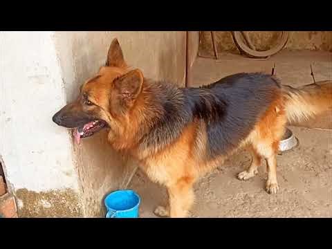 Agressive german shepherd dog barking sound angry dog barking sound animals sounds.