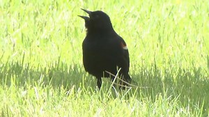 Red-winged blackbirds on the attack