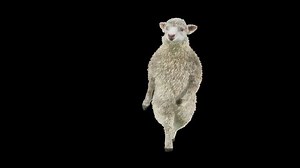 Sheep Dancing Animal 3d Rendering Animation Stock Footage Video (100% Royalty-free) 1089707961 | Shutterstock