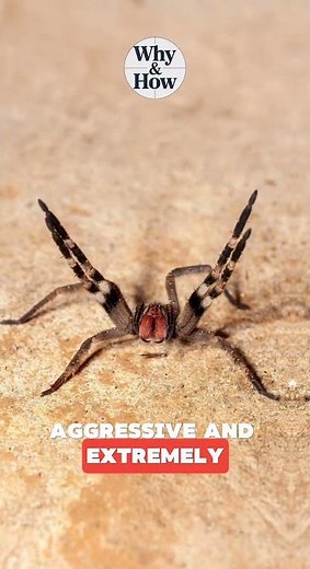 What are the 5 deadliest spiders in the world?