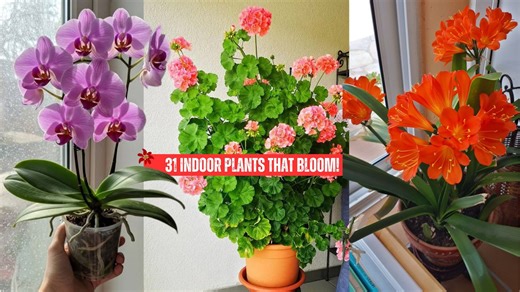 Amazing flowering houseplants you should have, must watch