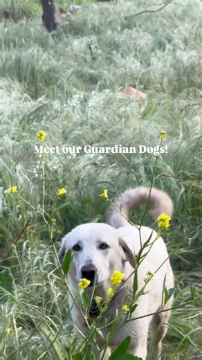 This farm all started with a promise to a dog and a dream, and continues to thrive thanks to the loyalty, protection, and presence of our guardian dogs 🐾 From sheep to chickens and everything in between, each of our (Great Pyrenees and Akbash) guardian dogs have their own little family. Not only do they protect our most vulnerable animals from danger at night, but their contagious smiles and distinct personalities bring love and companionship to all of us on the farm. The guardians make it poss