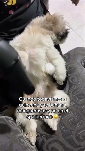 Cuando bañas a tu Shihtzu a manguerasos #shihtzu #shihtzubarking #shihtzupuppies #shihtzupuppies