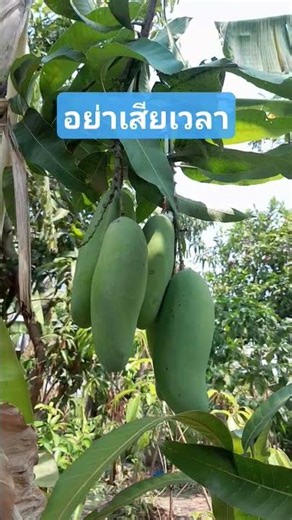 จริงที่สุด!มะม่วงมหาชนกน้ำดอกไม้ #ความสุข #ผักสวนครัว #สวนผักหลังบ้าน #คําคมชีวิต #พี่sriมีสาระ