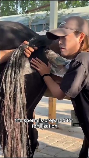 Helping Horses Mate: The Breeding Process 🐴