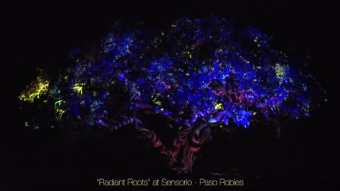 Limited-time exhibit at Sensorio illuminates Paso Robles oak tree