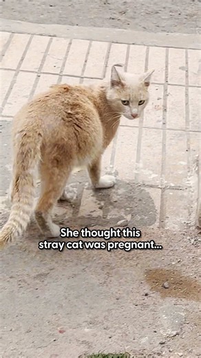 Unexpected Vet Visit Reveals Sweet Stray Cat's Journey