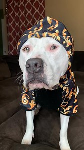 6K views · 125 reactions | Freckle chest 殺 Hoodie from @sparkpawsofficial Coupon code FRIDAY10 #sparkpawsofficial #itookanap #americanbully #freckles #dogswithfreckles #freckleydog | Siffhichai Phithak | Facebook