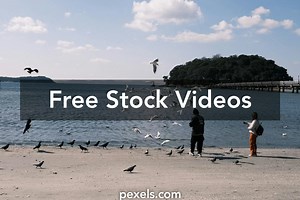 Albatross Videos, Download The BEST Free 4k Stock Video Footage & Albatross HD Video Clips