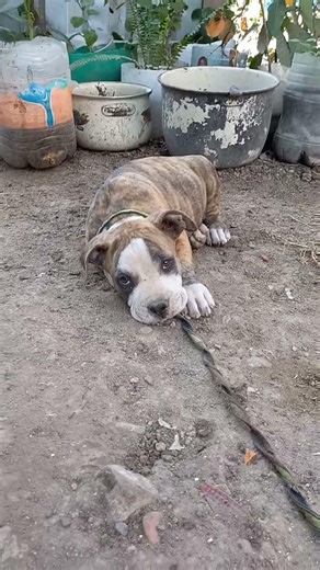 que hermoso color de este american pitbull atigrado