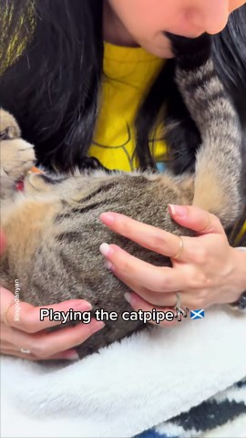 The unbothered cat who loves Churu treats