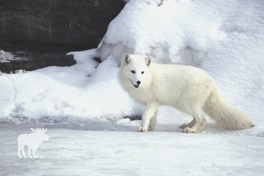 10 Animals That Live In The Snow — Forest Wildlife