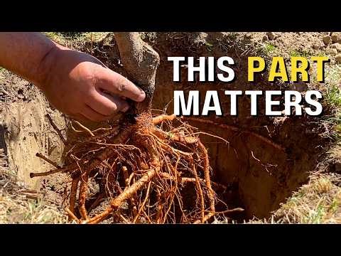 Taking Extra Care: Planting Bare Root Early Red Haven Peach Trees