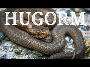 Hugorm // Den danske giftslange // Naturformidling, dansk naturfilm