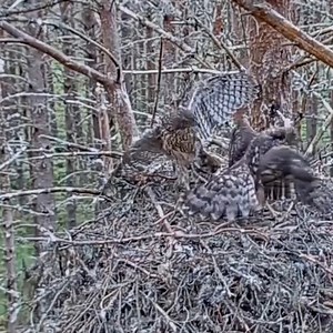 Goshawk Fight For Food. | Million Viewer