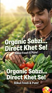 Ultimate Guide to Growing Organic Vegetables at Home