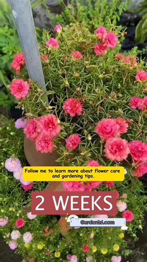 💧 Create your own self-watering hanging planter! Perfect for keeping your flowers vibrant and healthy with minimal effort. 🌸✨ Just sit back, relax, and let the system do the work for you! 🌿 👉 Share this idea with your garden friends & follow for more easy gardening hacks! 🌱 #SelfWateringPlanter #DIYGardening #GardeningTips #PlantCare #EasyGardening #AutomaticWatering #FlowerLovers #HangingPlanter #GardenHacks #GreenThumb | Garden Tips & Tricks