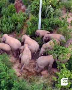 “These elephants are on an epic rampage through the country, and they’re leaving chaos in their wake.” 🐘 You don’t want to miss tonight’s episode of #WhatOnEarth tonight at 9p ET. | Science Channel