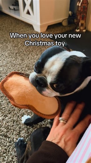 Ana M Shoemaker on Instagram: "This boy loves his little gingerbread man. These are the only toys that they can’t break right away. Eventually it will meet its end but for now we get to see Cooper being cute carrying it around 💕 #christmas #dogtoy #cooper #bugg"