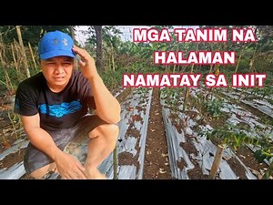 Mga tanim nating halaman namatay dahil sa sobrang init ng panahon Sayang