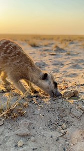 Meerkat eating termites. 📍Botswana . . . #travel #photooftheday #wild #animals #foryou #reels #africa #meerkat | Jack Swynnerton