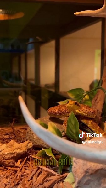 Exploring the Rough-Scaled Bush Viper