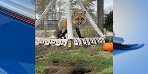 Wildwood Zoo announces new red fox Jasper