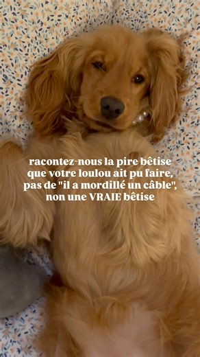 suki🧸 on Instagram: "alors les petits monstres?😈 [chiot, chien, puppy, dog, cocker spaniel anglais, mignon, cute, france, français, amour, love]"