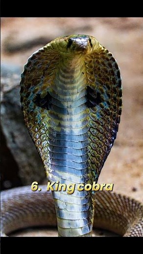 Top ten most venomous and deadliest snakes in the world #snake #viral #fyp #viralshorts #fypシ