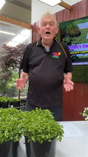 Here’s the intro clip from Chris as he shows off low-growing, spreading plants that bring colour and texture to any garden. Want the full plant list? Head to the Nature’s Carpets blog on the Hello Hello Plants website for all the details. #hellohelloplants #NaturesCarpets #groundcovers | Hello Hello Plants & Garden Supplies