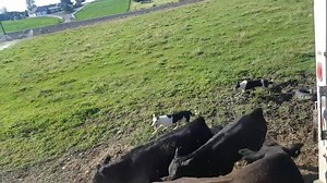 70K views · 1K reactions | Loading cattle with Satus Brute and Satus Thor | Satus Stockdogs & Livestock LLC | Facebook