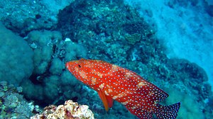Discover 7 Spectacular Fish Found in Fiji