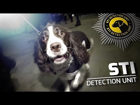 SNIFFERS: Dogs find STIs