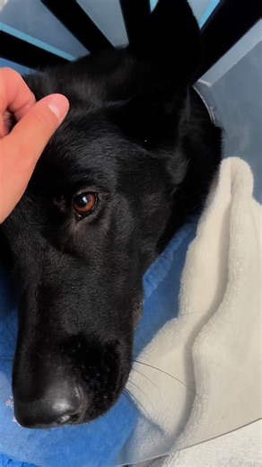 1.3K reactions · 265 shares | ‼️‼️‼️ALERT! Kerrville residents is this your female dog found on Jefferson St.? She was possibly hit by a car and sustained injuries. KPA! is funding her emergency care. Please contact Kerr County Animal Services if she is yours or you have any information about this dog. 830.200.0539 Help us help her by donating: Kerrvillepetsalive.org VENMO @kerrvillepetsalive | Kerrville Pets Alive | Facebook