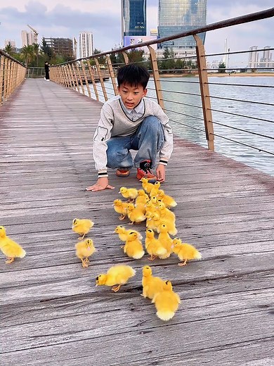 Exploring the Cutest Ducklings on Douyin